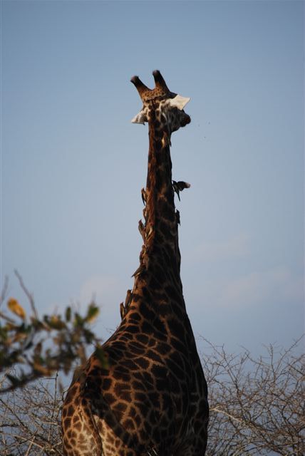 commensalism, birds and giraffe.JPG